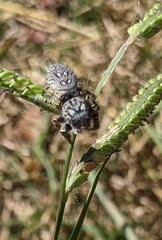 Phidippus mystaceus