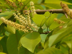 Terminalia