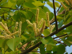 Terminalia