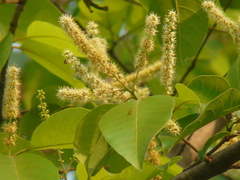 Terminalia