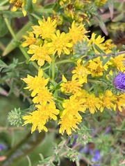 Solidago rigida