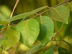 Terminalia
