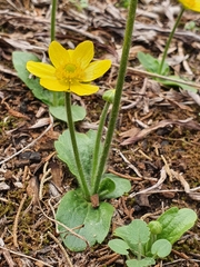 Ranunculus bullatus