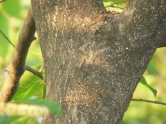 Terminalia