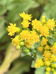 Solidago rigida