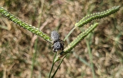 Phidippus mystaceus