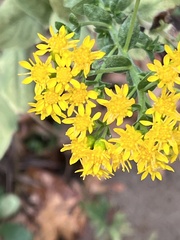 Solidago rigida