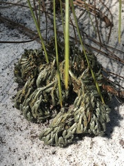 Selaginella acanthonota