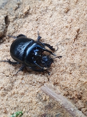 Typhaeus typhoeus