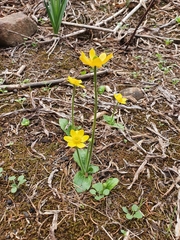 Ranunculus bullatus