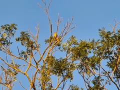 Falco tinnunculus