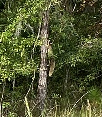 Sciurus niger shermani