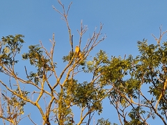 Falco tinnunculus