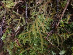 Rhytidiadelphus loreus