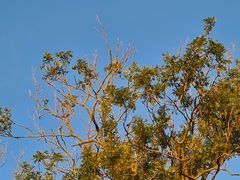 Falco tinnunculus
