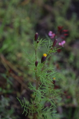 Tagetes coronopifolia