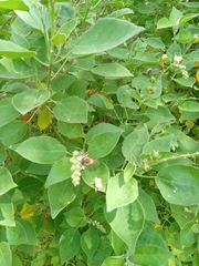 Croton ciliatoglandulifer