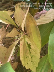 Convallaria