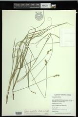 Carex molesta