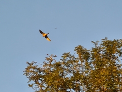 Falco tinnunculus