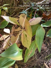 Convallaria