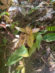 Convallaria