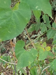 Matelea edwardsensis