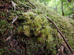 Dicranum fuscescens