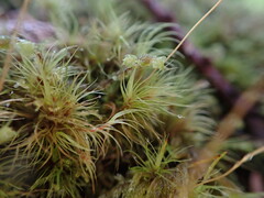 Dicranum fuscescens