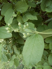 Philadelphus coronarius