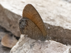 Cyllopsis pertepida