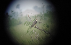 Falco femoralis