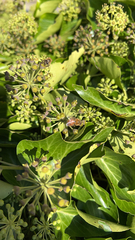Hedera canariensis