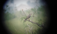 Falco femoralis