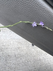 Verbena xutha