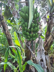 Musa acuminata image