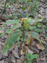 Commelina virginica