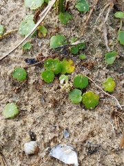 Hydrocotyle verticillata