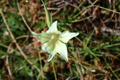 Gladiolus longicollis
