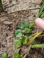 Hydrocotyle verticillata