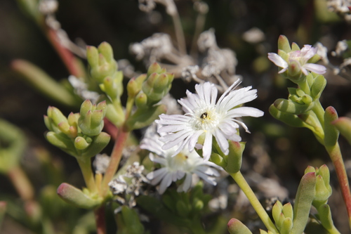 Image of Delosperma subincanum by (c) Tony Rebelo, some rights reserved (CC BY-SA)