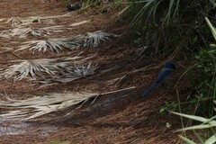 Aphelocoma coerulescens