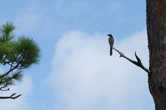 Aphelocoma coerulescens