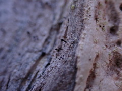 Caliciaceae