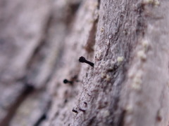 Caliciaceae