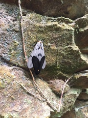 Amsactoides solitaria