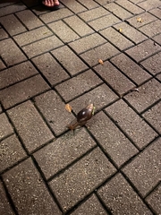 Lissachatina immaculata