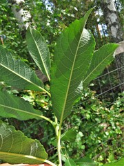 Salix caprea