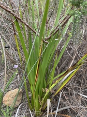 Aristea capitata