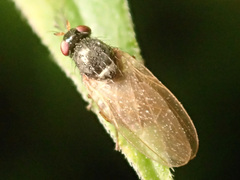 Calliopum